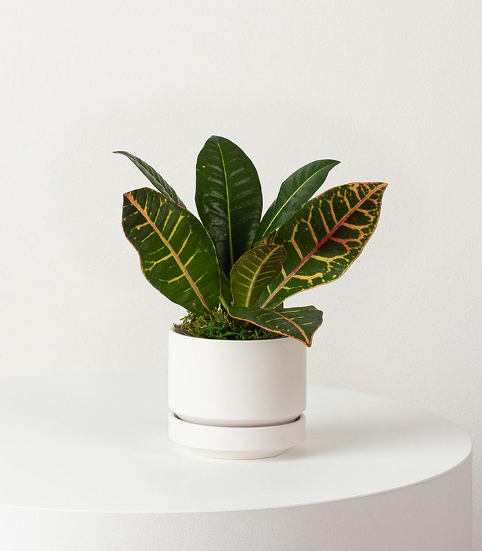 w-indoor-plants-small-1-0.jpg Golden Petra — изображение 1