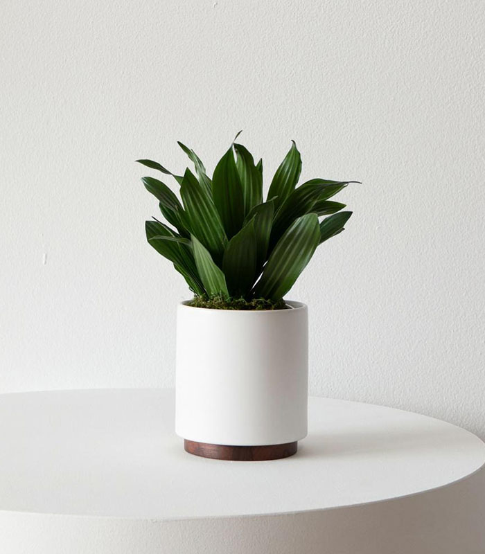 w-indoor-plants-small-3-0.jpg Dracaena Compacta — изображение 1