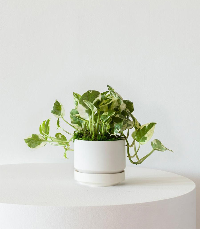 w-indoor-plants-small-9-0.jpg N’joy Pothos — изображение 1